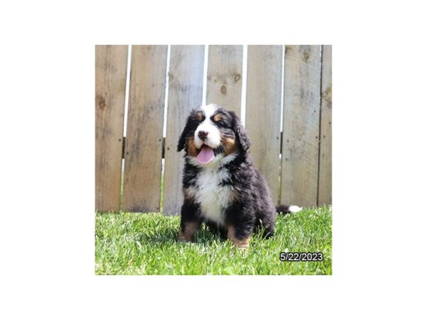 Bernese Mountain Dog-Dog-Female-Black-28323-Petland Lake St. Louis & Fenton, MO