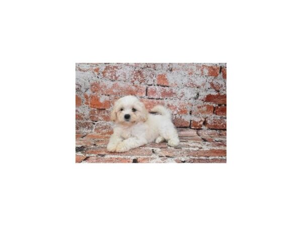 Teddy Bear-Dog-Female-Cream-28346-Petland Lake St. Louis & Fenton, MO