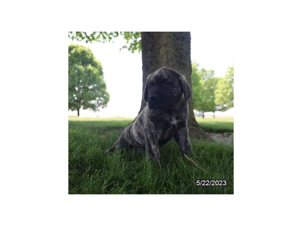 Mastiff-Dog-Male-Brindle-1095-Petland Lake St. Louis & Fenton, MO