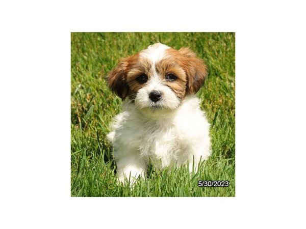 Teddy Bear-Dog-Male-Brown / White-28360-Petland Lake St. Louis & Fenton, MO