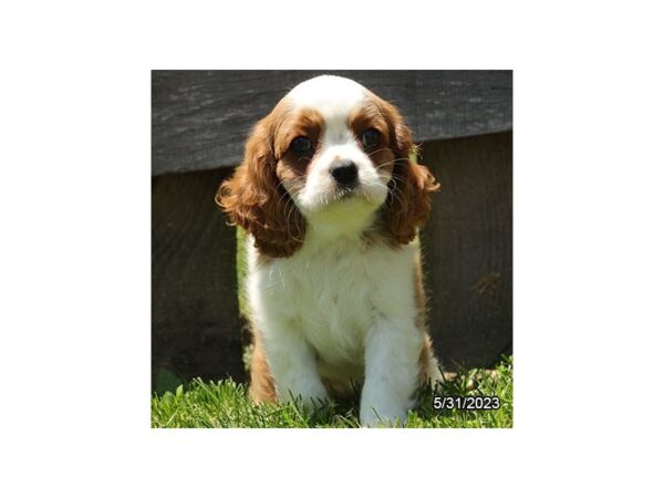 Cavalier King Charles Spaniel-Dog-Female-Blenheim-28358-Petland Lake St. Louis & Fenton, MO