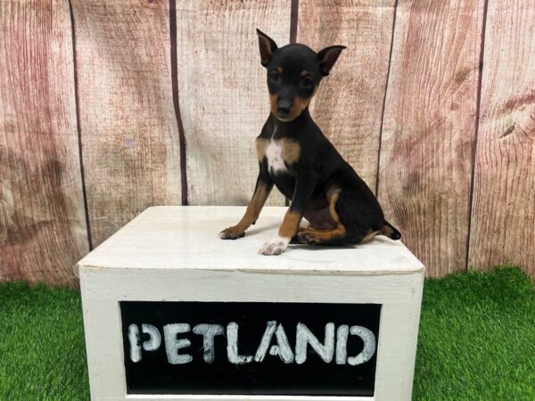 Miniature Pinscher-Dog-Female-Black / Tan-28341-Petland Lake St. Louis & Fenton, MO