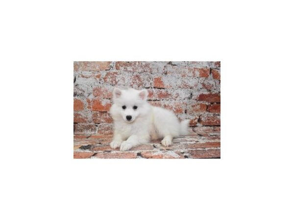 American Eskimo-Dog-Female-White-28368-Petland Lake St. Louis & Fenton, MO