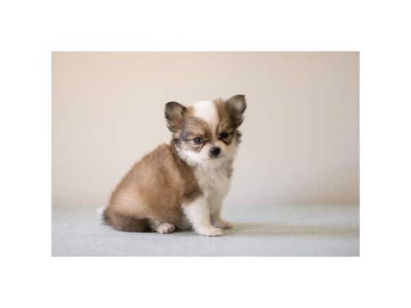 Chihuahua-Dog-Female-Sable-1118-Petland Lake St. Louis & Fenton, MO
