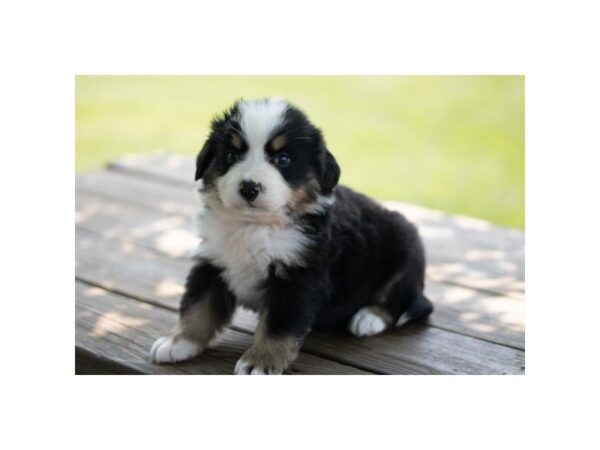 Bernese Mountain Dog-Dog-Male-Black Tan / White-1119-Petland Lake St. Louis & Fenton, MO