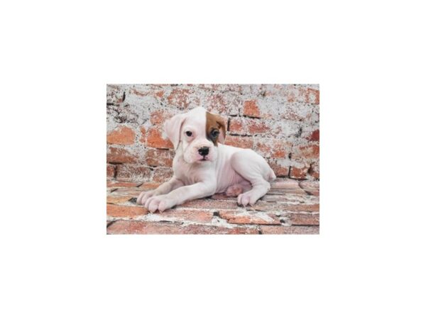 Boxer-Dog-Male-White-28373-Petland Lake St. Louis & Fenton, MO