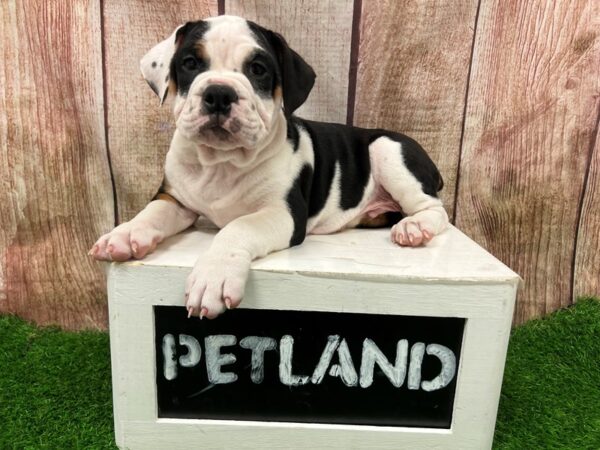 Victorian Bulldog-Dog-Male-Brindle / White-28345-Petland Lake St. Louis & Fenton, MO
