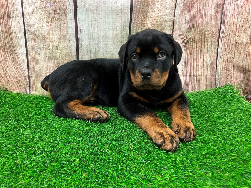Rottweiler Small Animal Black / Tan ID:28352 Located at Petland Lake St ...