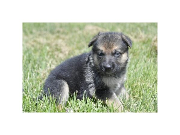 German Shepherd Dog-Dog-Female-Black / Tan-1127-Petland Lake St. Louis & Fenton, MO