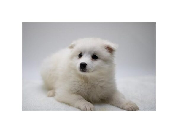 American Eskimo Dog-Dog-Female-White-1131-Petland Lake St. Louis & Fenton, MO