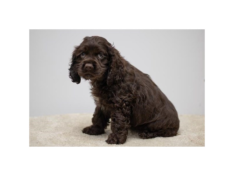 レノックス猫 ( 犬 ) Tender Devotin Spaniel Dog Lenox Tender Devotion Jeweled Collar Spaniel Dogs Set of 2