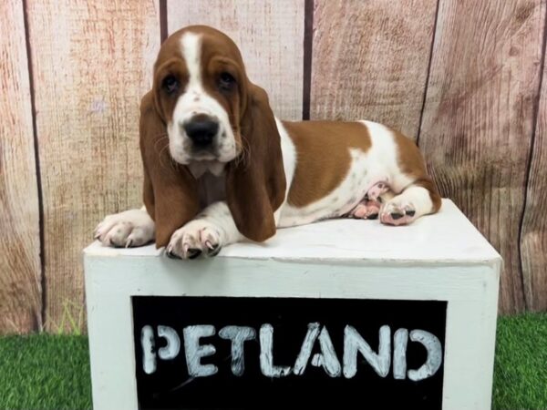 Basset Hound Dog Male Red / White 28422 Petland Lake St. Louis & Fenton, MO