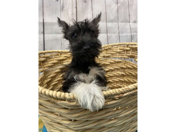 Miniature Schnauzer-Dog-Female-Black and White-1049-Petland Lake St. Louis & Fenton, MO