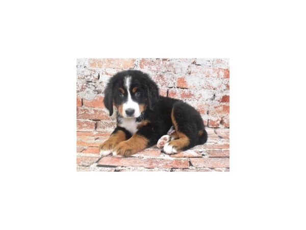 Bernese Mountain Dog-Dog-Male-Black Rust and White-28350-Petland Lake St. Louis & Fenton, MO