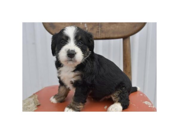 Bernedoodle Mini Dog Female Black Rust / White 1088 Petland Lake St. Louis & Fenton, MO