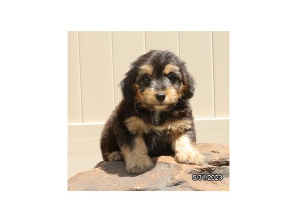 Aussiedoodle Mini-Dog-Male-Black / Tan-28361-Petland Lake St. Louis & Fenton, MO