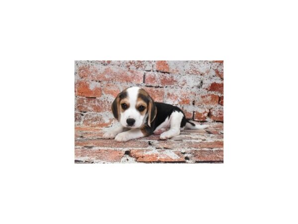 Beagle-Dog-Male-Black White and Tan-28370-Petland Lake St. Louis & Fenton, MO