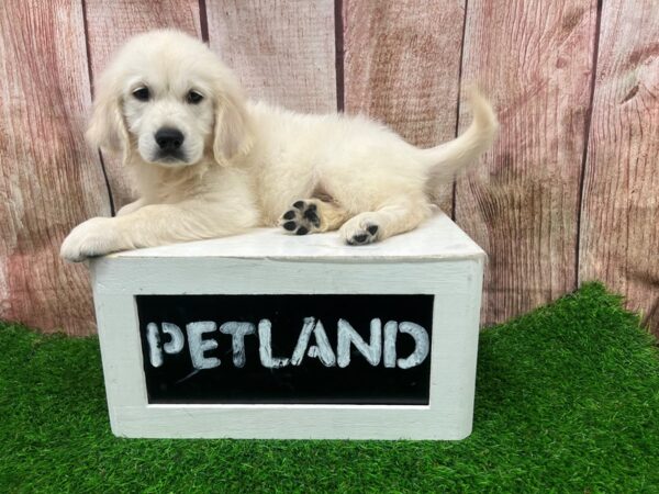 Golden Retriever-Dog-Male-Cream-28381-Petland Lake St. Louis & Fenton, MO