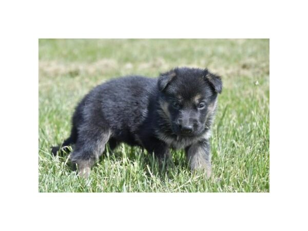 German Shepherd Dog-Dog-Male-Black / Tan-28402-Petland Lake St. Louis & Fenton, MO