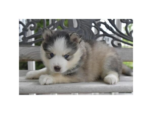 Pomsky-Dog-Female-Gray / White-28404-Petland Lake St. Louis & Fenton, MO
