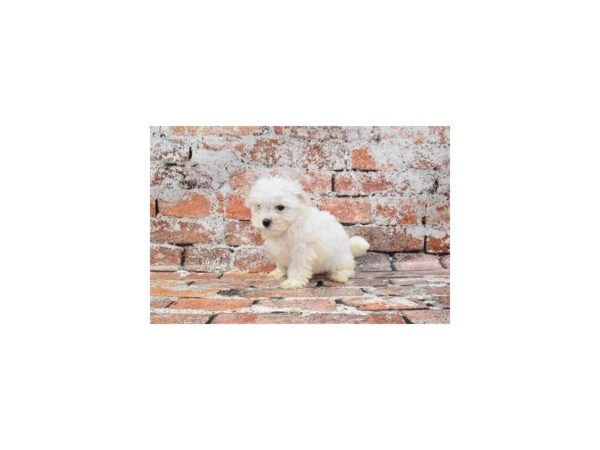 Malti-Poo Dog Male White 28421 Petland Lake St. Louis & Fenton, MO