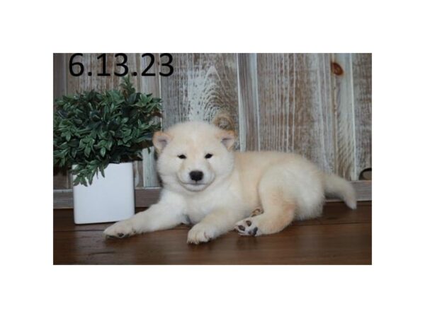 Shiba Inu-Dog-Male-Cream-1151-Petland Lake St. Louis & Fenton, MO