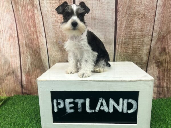 Miniature Schnauzer-Dog-Male-Black / White-28399-Petland Lake St. Louis & Fenton, MO