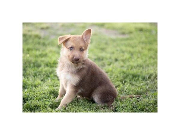 German Shepherd Dog-Dog-Female-Liver-1169-Petland Lake St. Louis & Fenton, MO
