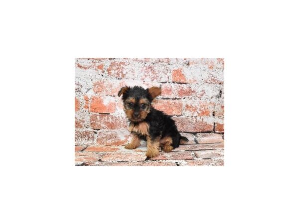 Yorkshire Terrier-Dog-Female-Black and Tan-1181-Petland Lake St. Louis & Fenton, MO