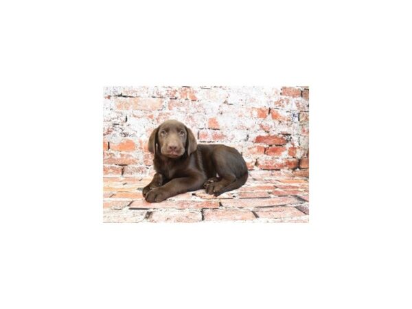 Labrador Retriever-Dog-Male-Chocolate-1182-Petland Lake St. Louis & Fenton, MO