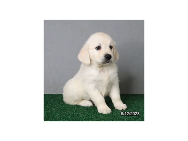 Golden Retriever-Dog-Female-Cream-28446-Petland Lake St. Louis & Fenton, MO