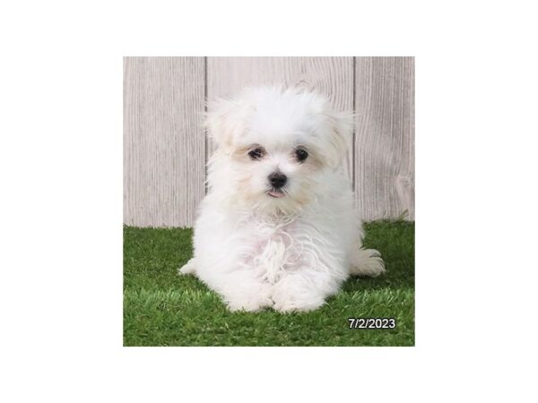 Maltese-Dog-Female-White-28447-Petland Lake St. Louis & Fenton, MO