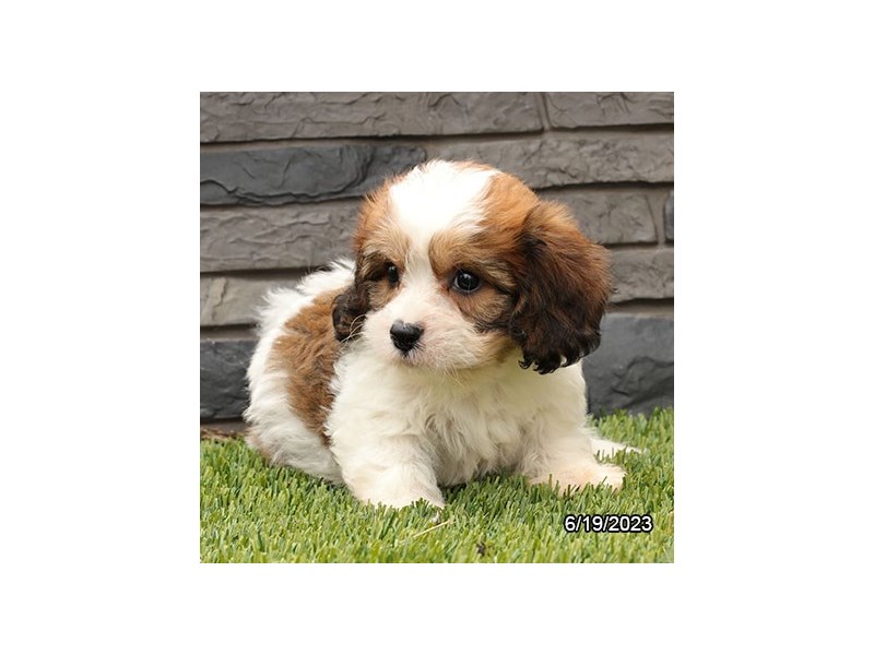 How Often Should I Feed My Cavachon Puppy