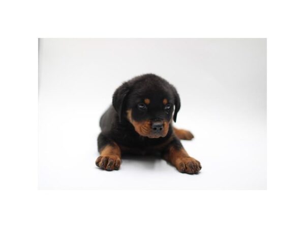 Rottweiler-Dog-Male-Black / Tan-28463-Petland Lake St. Louis & Fenton, MO