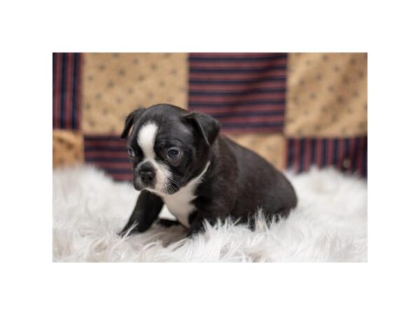 Boston Terrier-Dog-Male-Black / White-1215-Petland Lake St. Louis & Fenton, MO