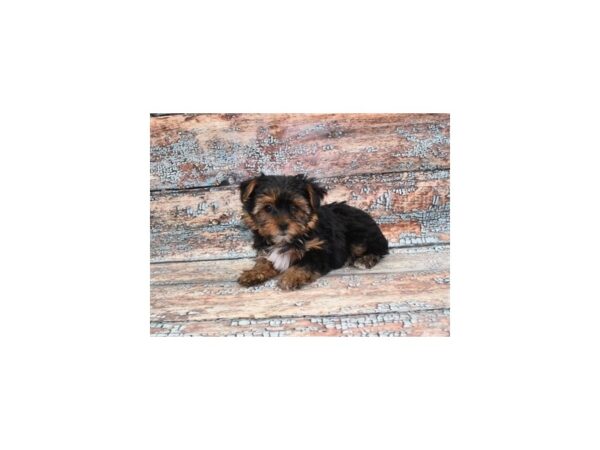 Yorkshire Terrier-Dog-Female-Black and Tan-28487-Petland Lake St. Louis & Fenton, MO