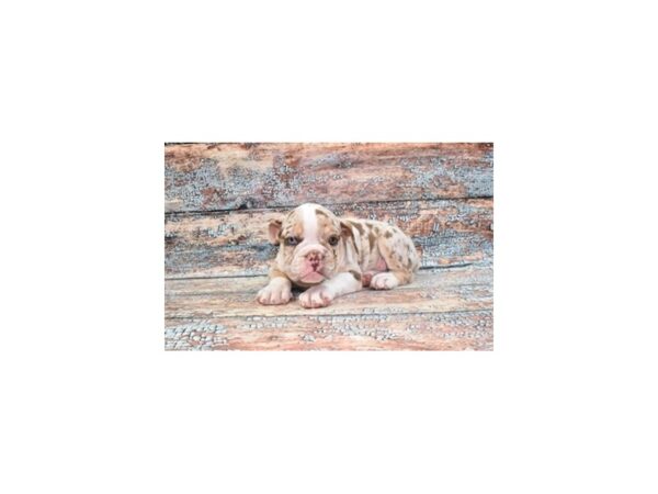 English Bulldog-Dog-Male-Red Merle-28486-Petland Lake St. Louis & Fenton, MO