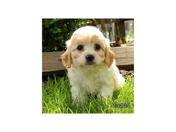 Cavachon-Dog-Female-Tan / White-1232-Petland Lake St. Louis & Fenton, MO