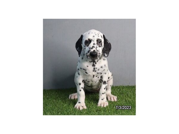 Dalmatian-Dog-Female-White / Black-28501-Petland Lake St. Louis & Fenton, MO