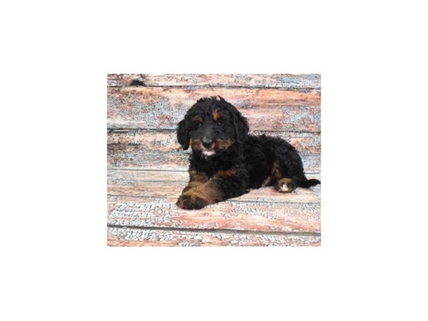 Miniature Bernedoodle-Dog-Female-Black-1244-Petland Lake St. Louis & Fenton, MO