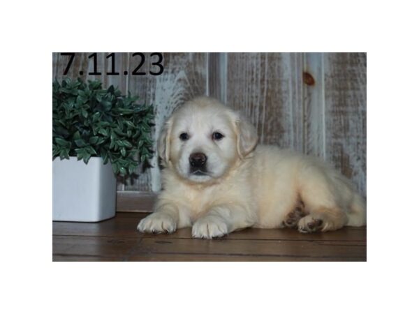 Golden Retriever-Dog-Male-Cream-1246-Petland Lake St. Louis & Fenton, MO