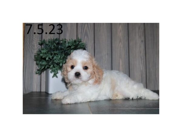 Cavachon Dog Female Tan / White 28523 Petland Lake St. Louis & Fenton, MO