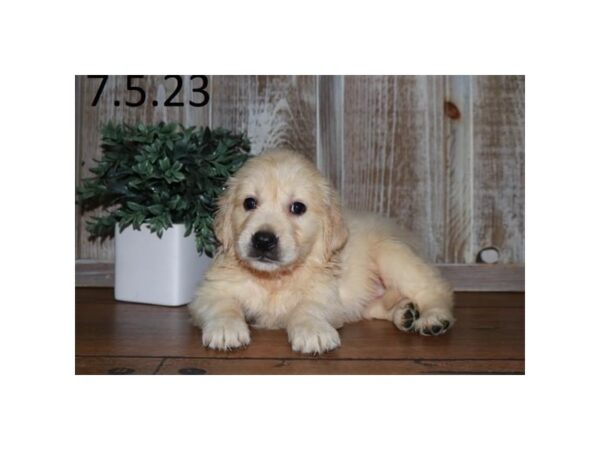 Golden Retriever-Dog-Female-Cream-28515-Petland Lake St. Louis & Fenton, MO
