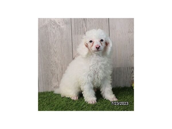 Poodle Mini-Dog-Male-White-28530-Petland Lake St. Louis & Fenton, MO