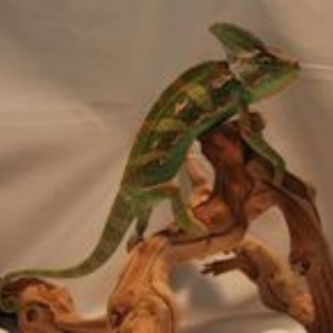 Forest Moss - The Tye-Dyed Iguana - Reptiles and Reptile Supplies in St.  Louis.