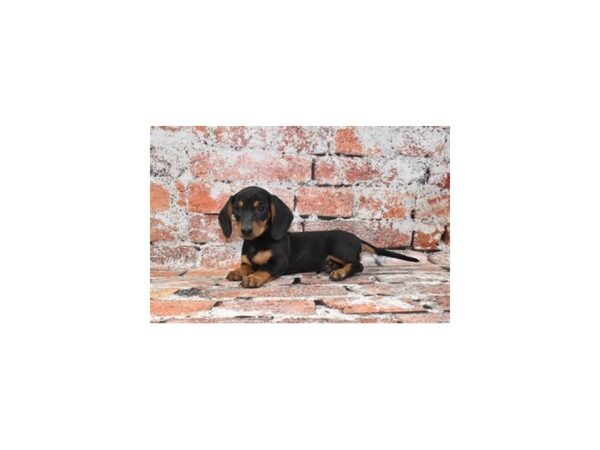 Dachshund-Dog-Female-Black and Tan-28506-Petland Lake St. Louis & Fenton, MO