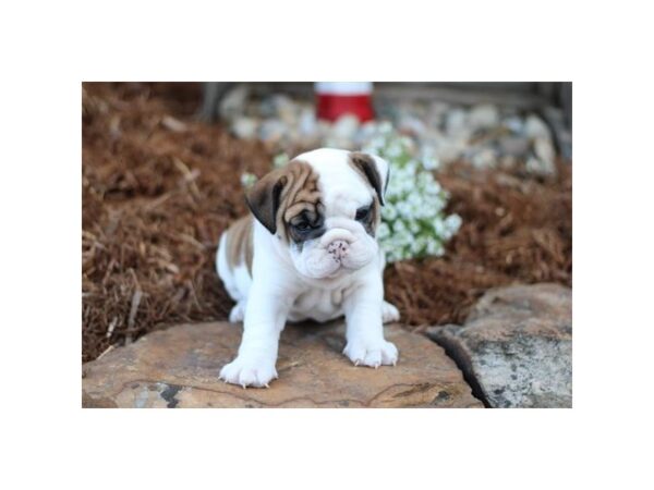 English Bulldog-Dog-Female-Red / White-28513-Petland Lake St. Louis & Fenton, MO