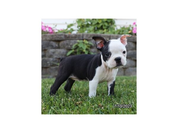 Boston Terrier-Dog-Female-Black / White-1262-Petland Lake St. Louis & Fenton, MO