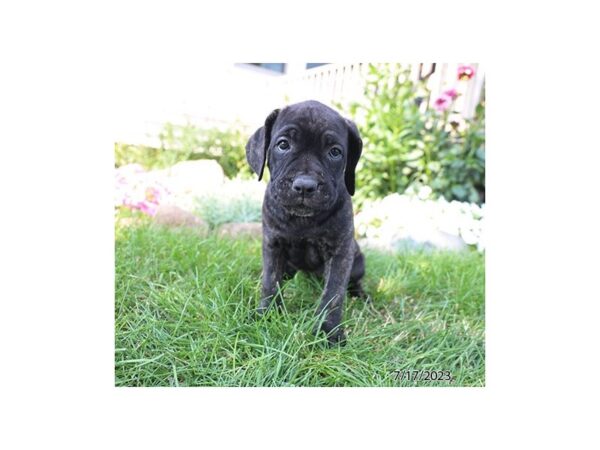 Cane Corso-Dog-Female-Black Brindle-28546-Petland Lake St. Louis & Fenton, MO