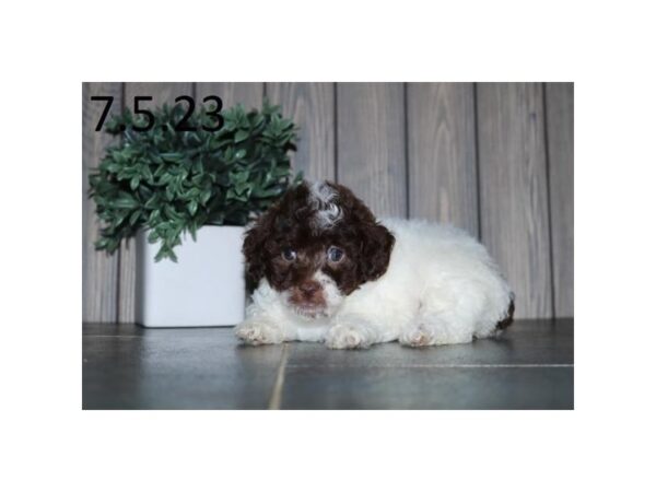 Poodle-Dog-Female-Chocolate / White-28533-Petland Lake St. Louis & Fenton, MO